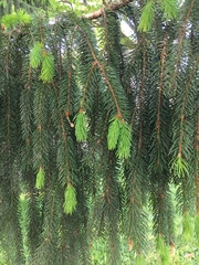 Picea breweriana