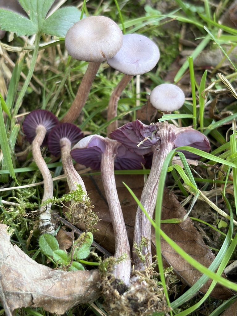 Amethyst Deceiver · September 2026 · photo: Photo: (c) Julie Travaglini, some rights reserved (CC BY) · iNaturalist