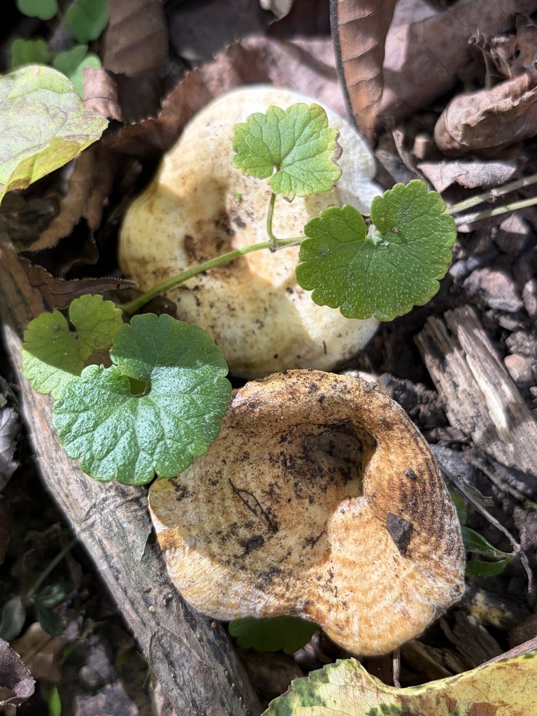 Lactarius psammicola · September 2026 · photo: Photo: (c) Julie Travaglini, some rights reserved (CC BY) · iNaturalist