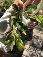 Xylella fastidiosa