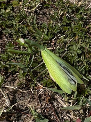European Mantis