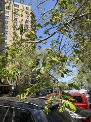 Xylella fastidiosa
