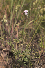 Pelargonium myrrhifolium myrrhifolium