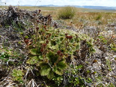 Geum leiospermum