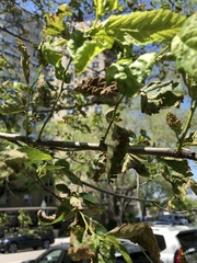 Xylella fastidiosa