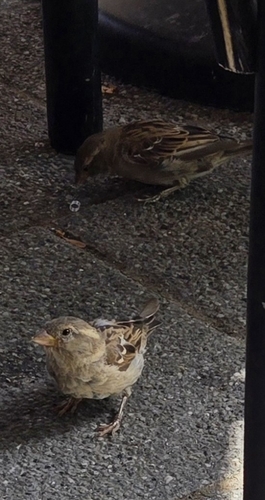 House Sparrow
