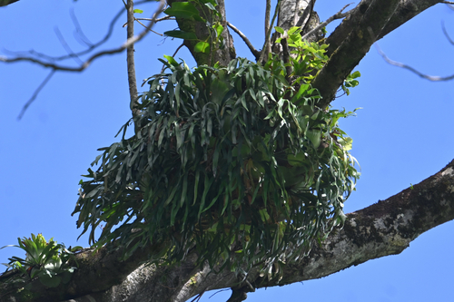 Platycerium bifurcatum observed 2026-09-27