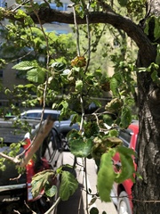 Xylella fastidiosa