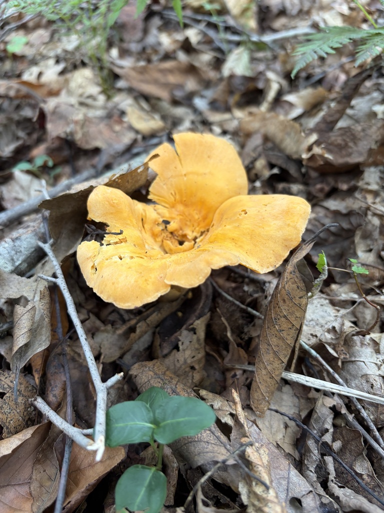 Cantharellus flavolateritius