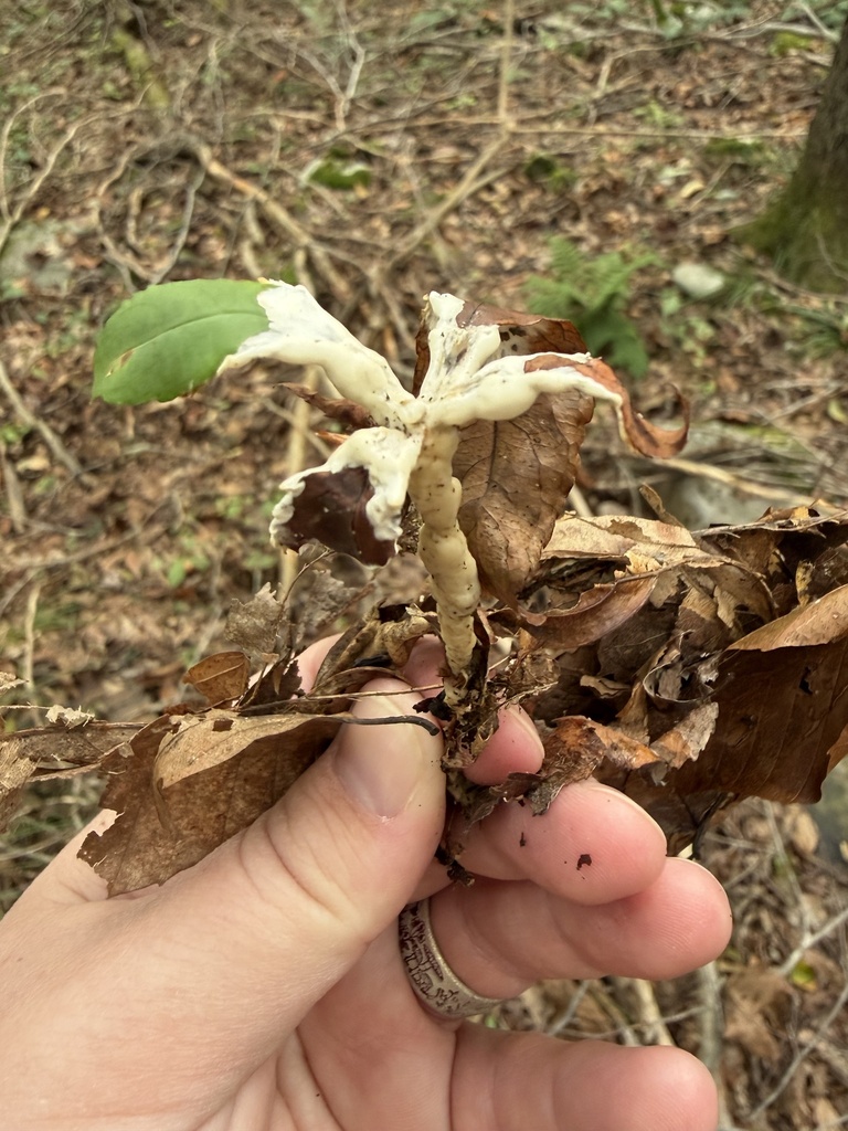 enveloping crust · September 2026 · photo: Photo: (c) Julie Travaglini, some rights reserved (CC BY) · iNaturalist