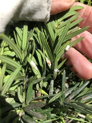 Pulvinaria floccifera