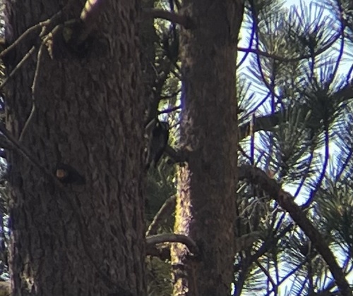 iNaturalist observation photo of Williamson's Sapsucker