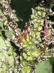 Macrosiphum cholodkovskyi