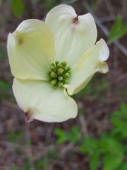 Cornus florida
