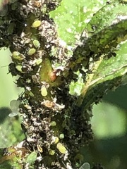 Macrosiphum cholodkovskyi