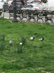 Columba livia domestica