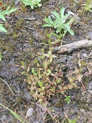 Lindernia dubia anagallidea