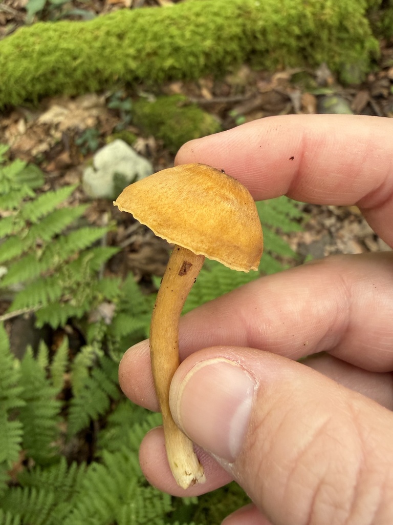 Appalachian Chanterelle · September 2026 · photo: Photo: (c) Julie Travaglini, some rights reserved (CC BY) · iNaturalist