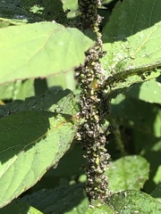 Macrosiphum cholodkovskyi