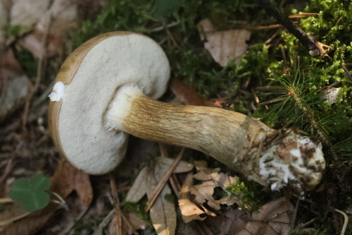 Bitter Bolete