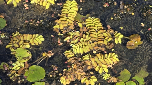 floating fern