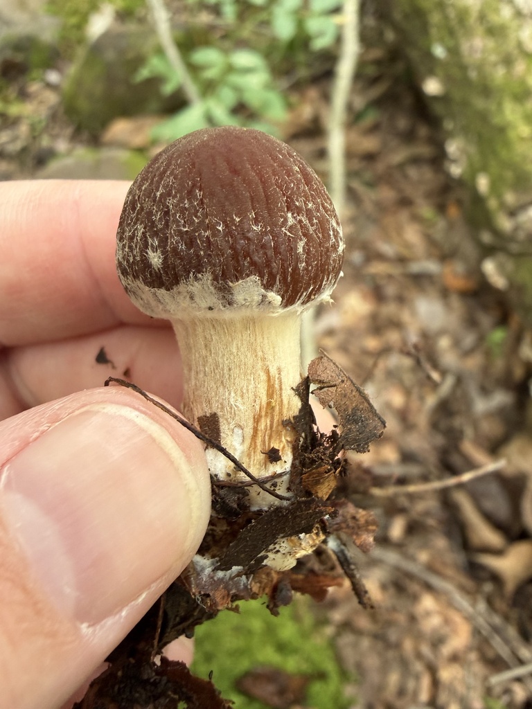 wrinkled psathyrella · September 2026 · photo: Photo: (c) Julie Travaglini, some rights reserved (CC BY) · iNaturalist