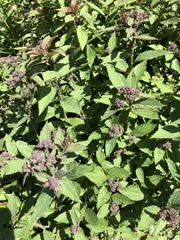 Macrosiphum cholodkovskyi