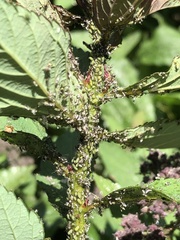 Macrosiphum cholodkovskyi