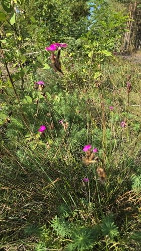 Carthusian Pink