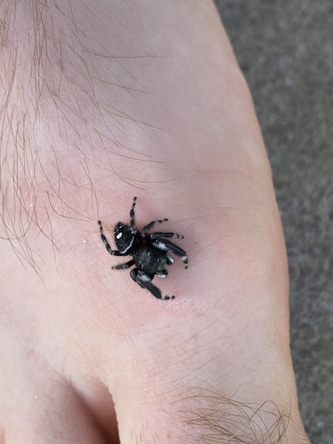 Bold Jumping Spider photographed in Michigan