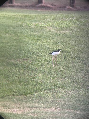 Himantopus mexicanus observed 2026-09-27
