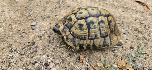 Hermann's Tortoise