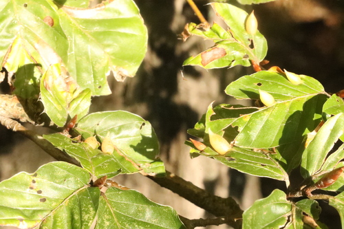 Beech Gall Midge