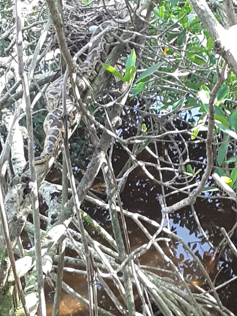 Burmese Python in May 2020 by jdevans7. In Tricolored Heron nest ...