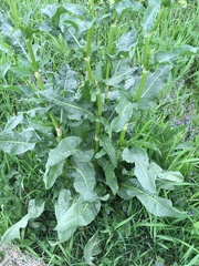 Rumex crispus