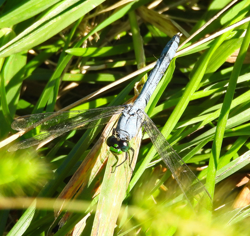 Eastern Pondhawk