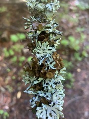Hypogymnia occidentalis