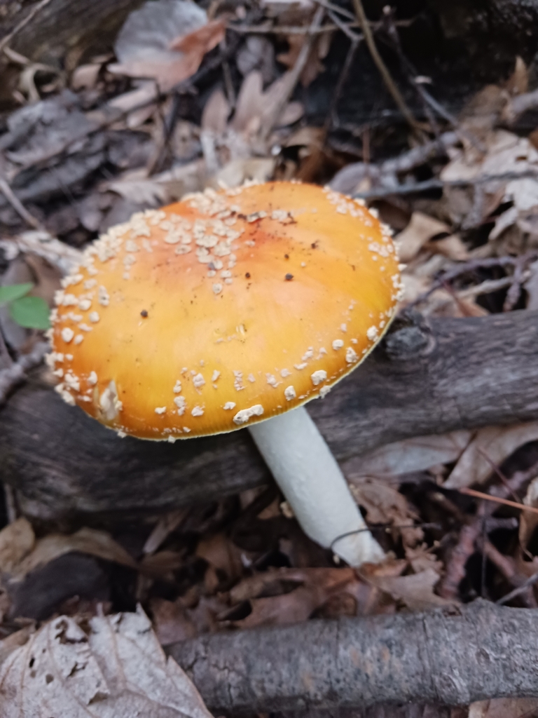 American Yellow Fly Agaric · September 2026 · photo: Photo: no rights reserved · iNaturalist