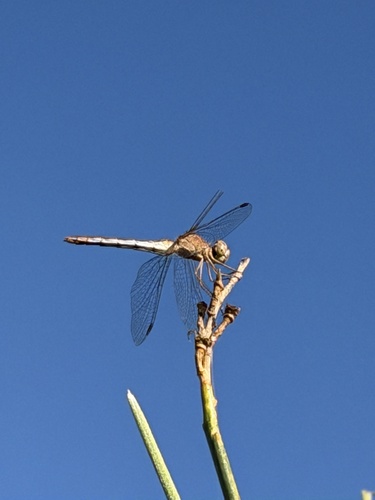Southern Darter