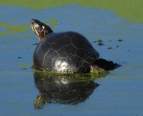 Painted Turtle