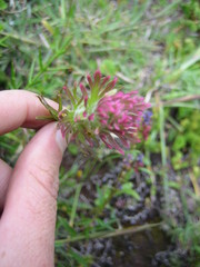 Castilleja cerroana