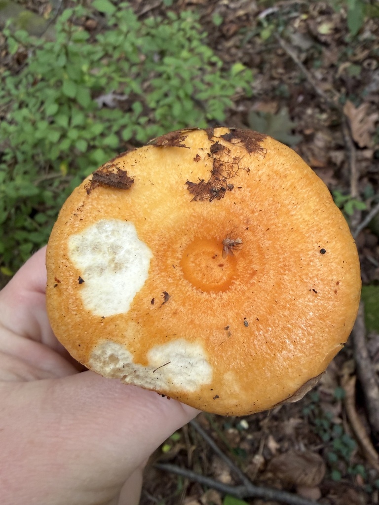Lactarius croceus