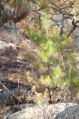 Pinus cembroides lagunae