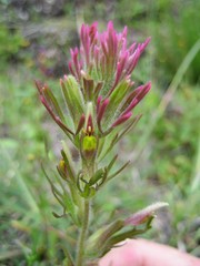 Castilleja cerroana