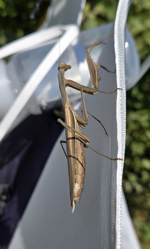 European Mantis