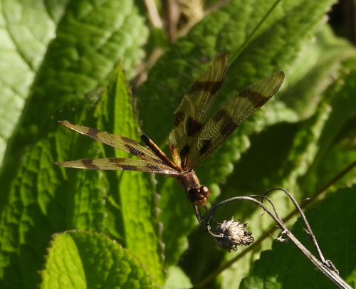 Halloween Pennant