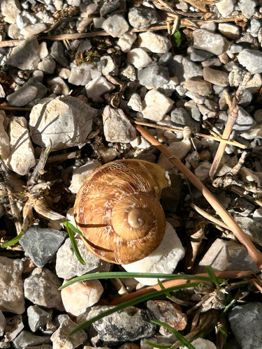 Garden Snail