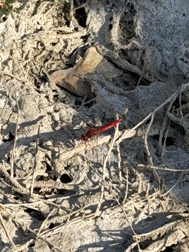 Broad Scarlet