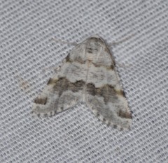 Macaria pallipennata