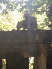 Sciurus carolinensis